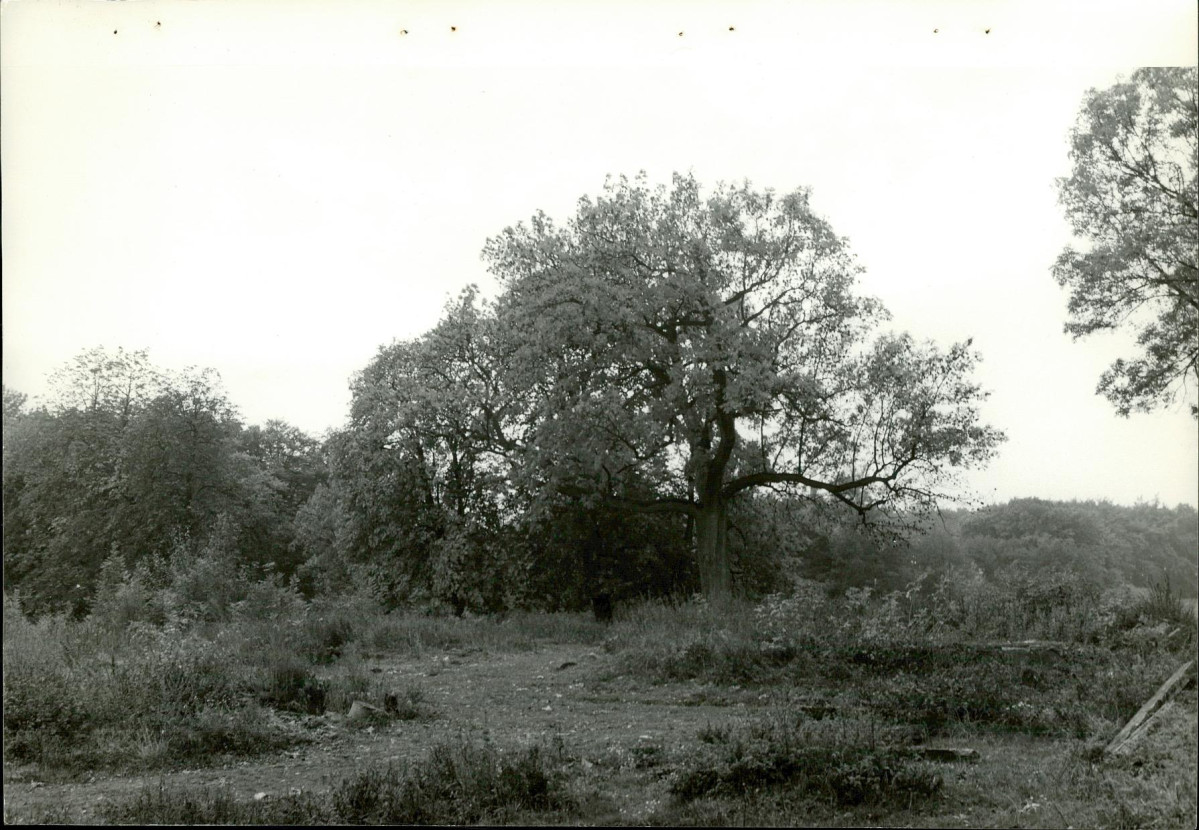 EP - Ewidencja parkowa, skan nr 76