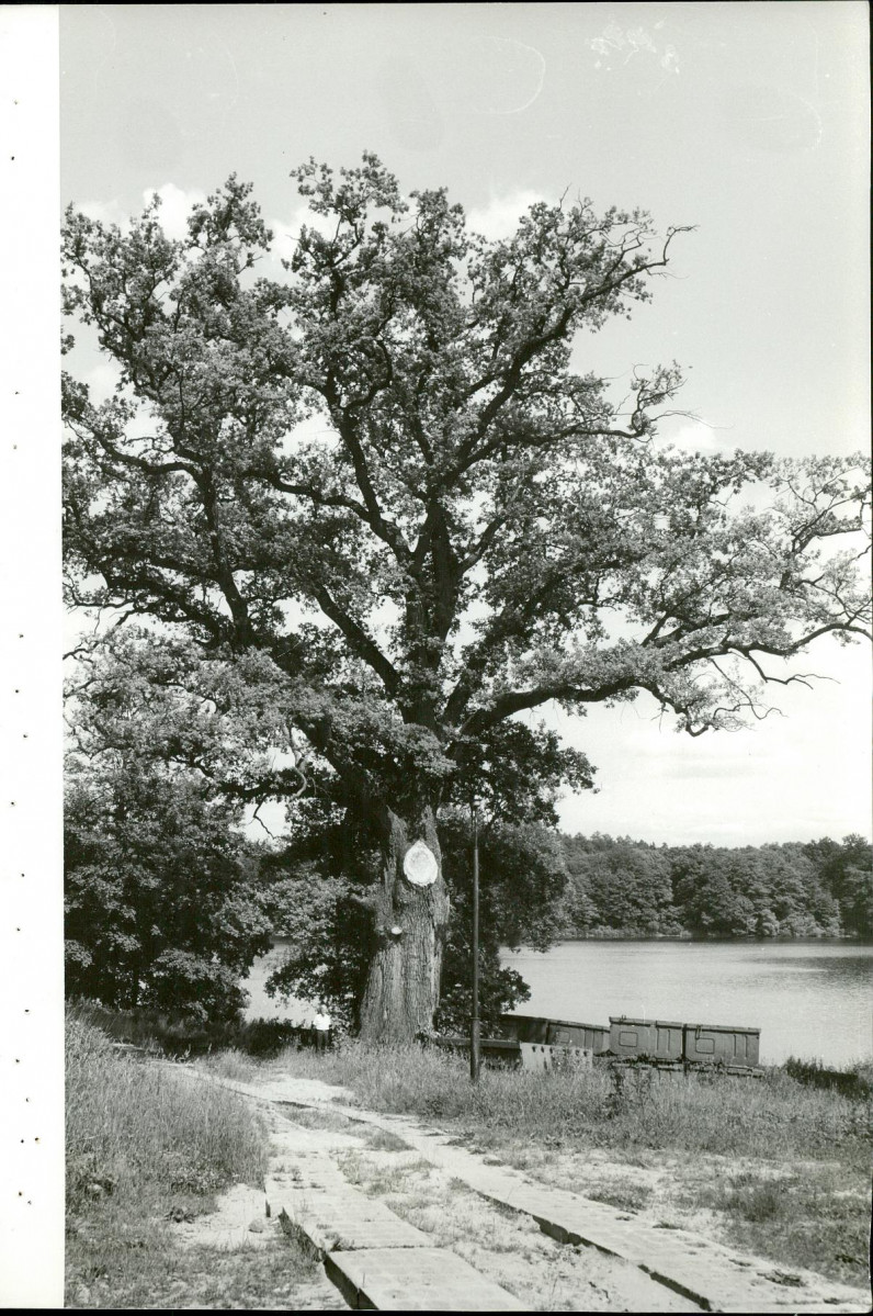 Ewidencja parkowa, skan nr 49