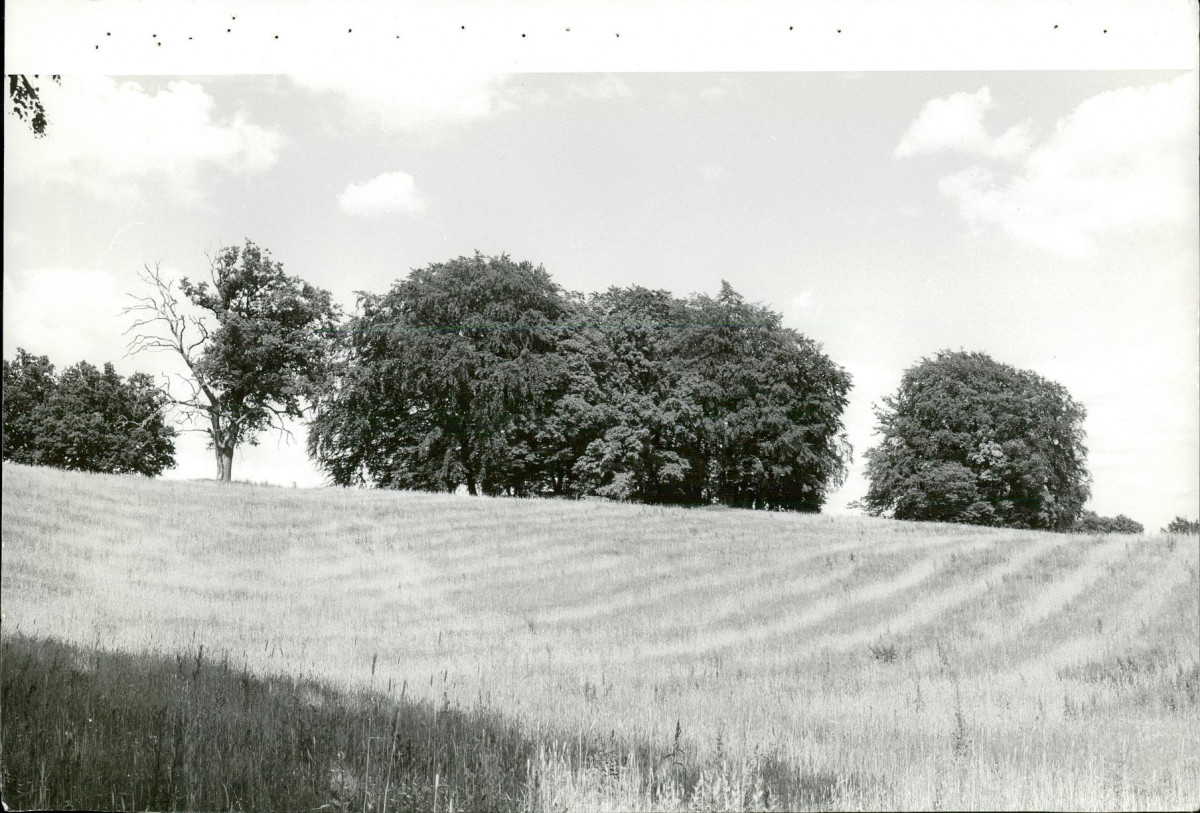 Ewidencja parkowa, skan nr 61