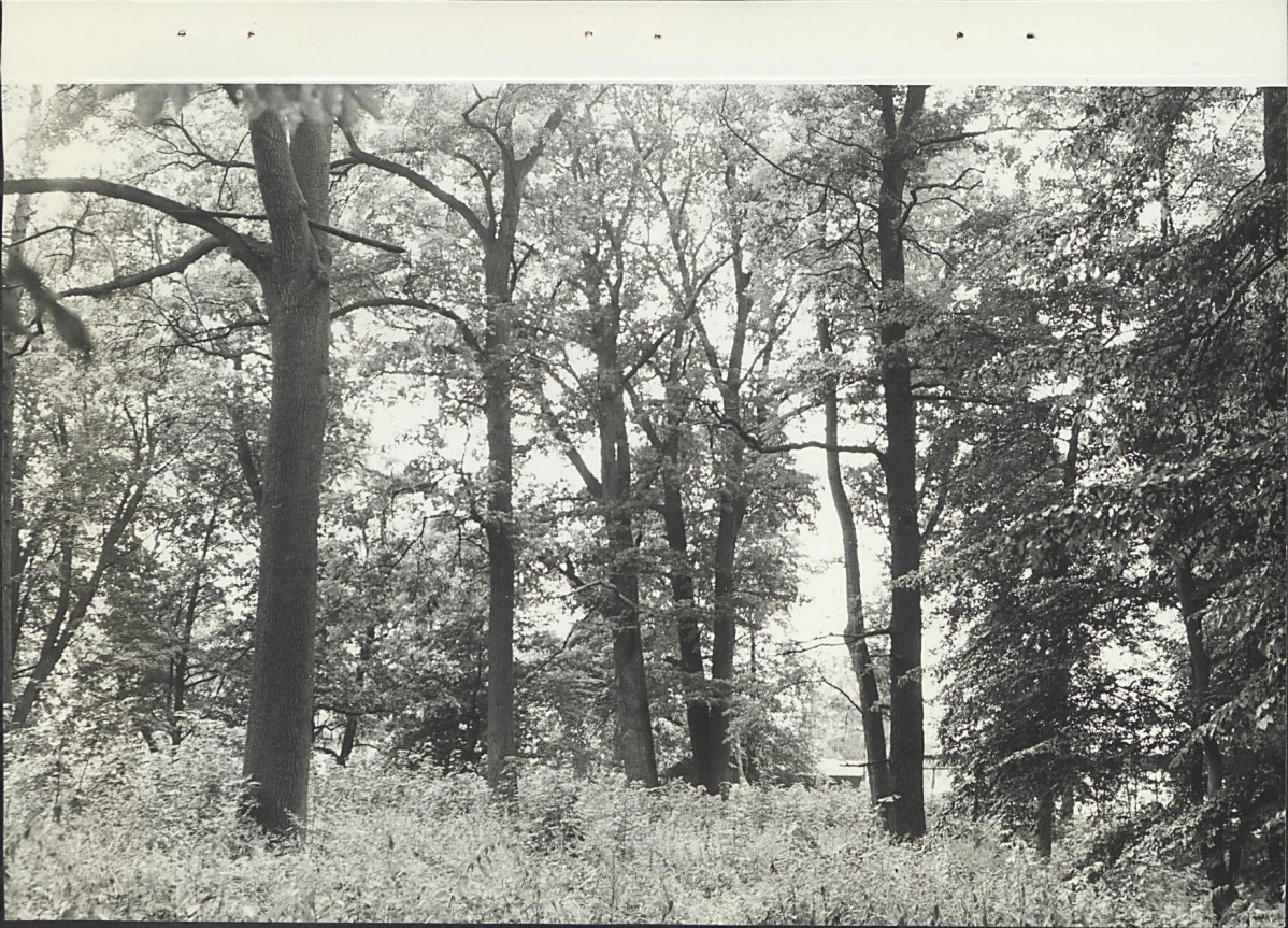 Ewidencja parkowa, skan nr 33