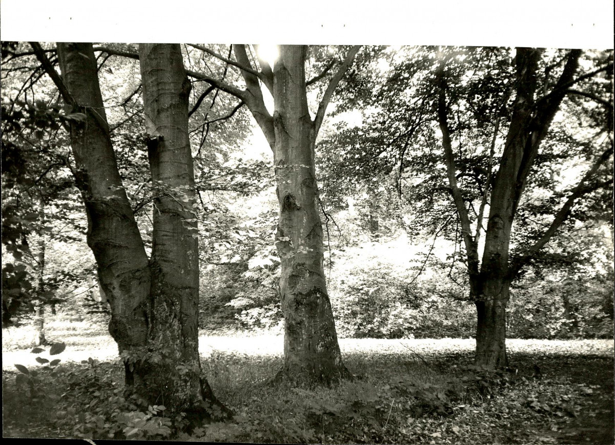 Ewidencja parkowa, skan nr 43