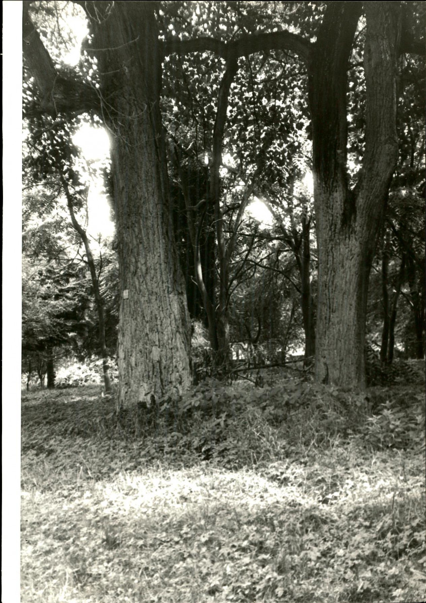 Ewidencja parkowa, skan nr 73