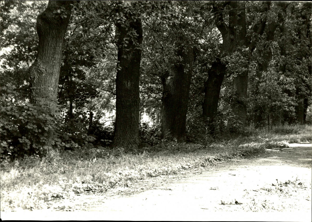 Ewidencja parkowa, skan nr 77