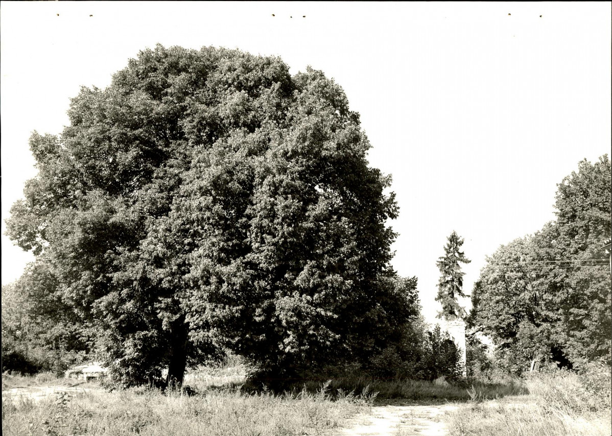 Ewidencja parkowa, skan nr 31
