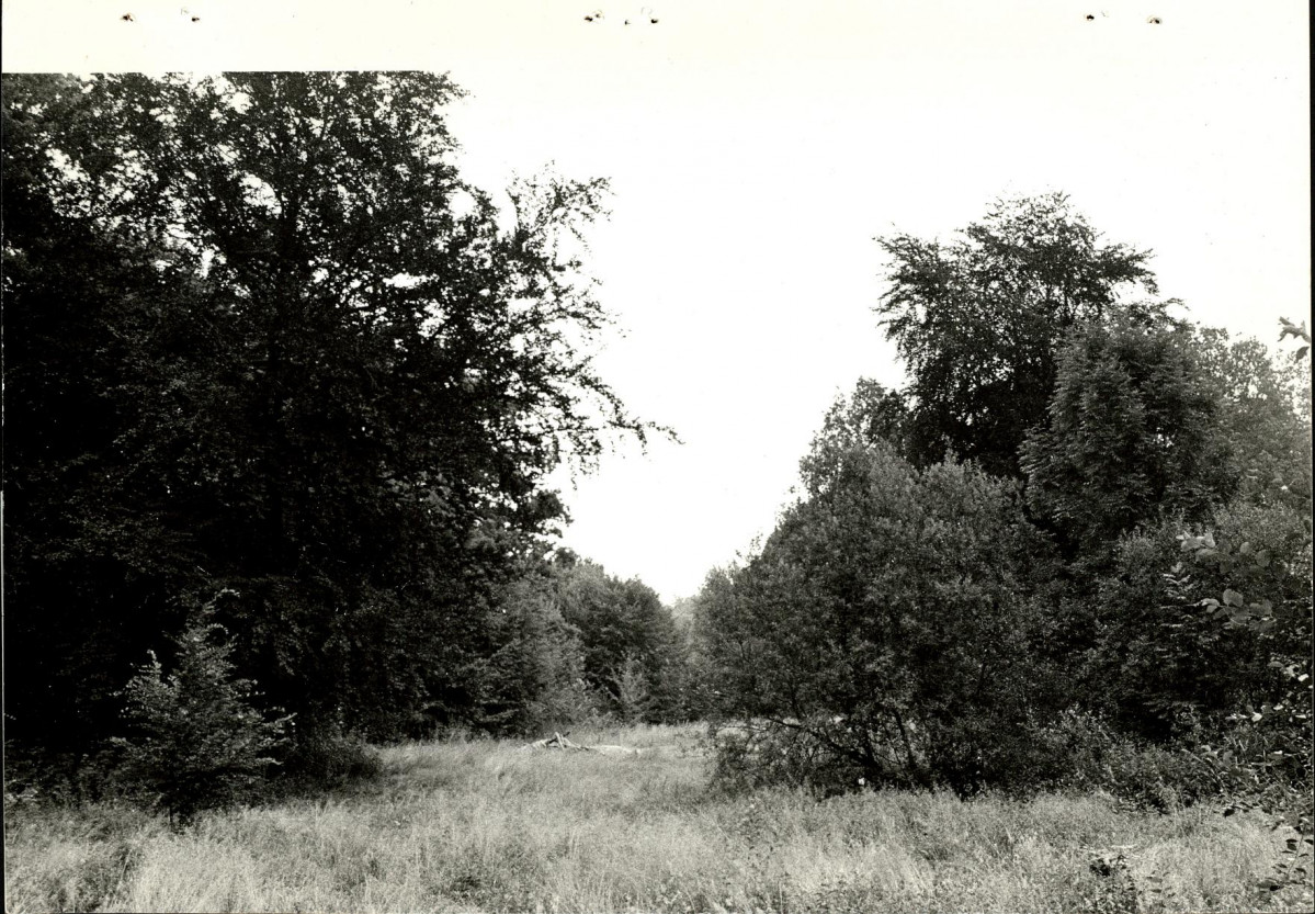 Ewidencja parkowa, skan nr 33