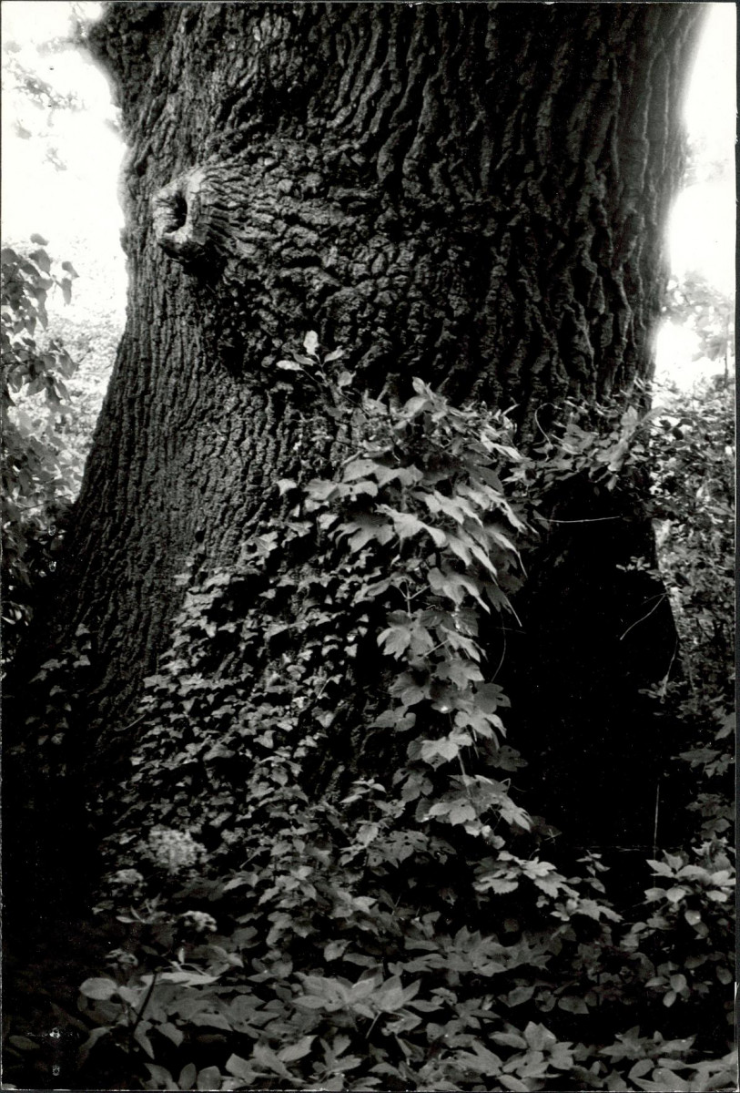 Ewidencja parkowa, skan nr 74