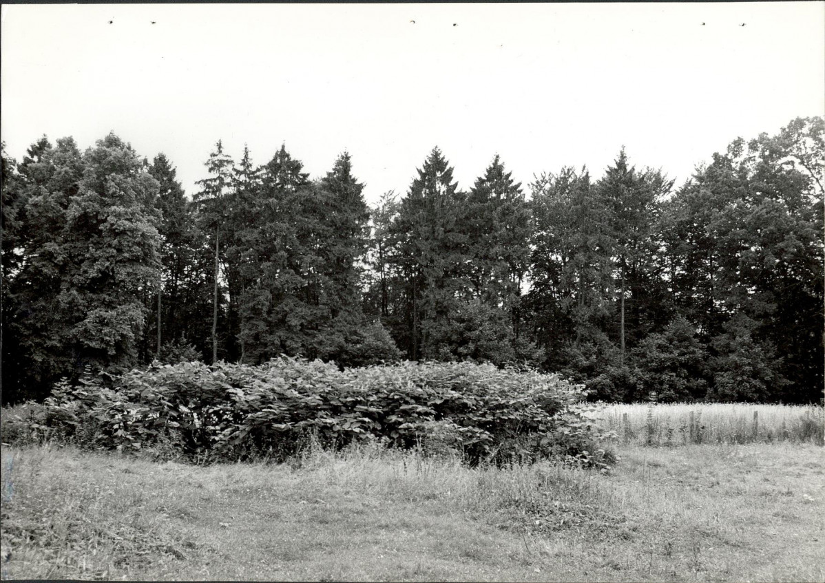 Ewidencja parkowa, skan nr 37