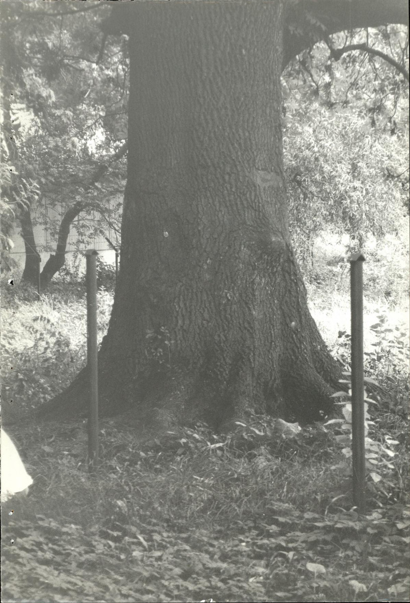 Ewidencja parkowa, skan nr 49