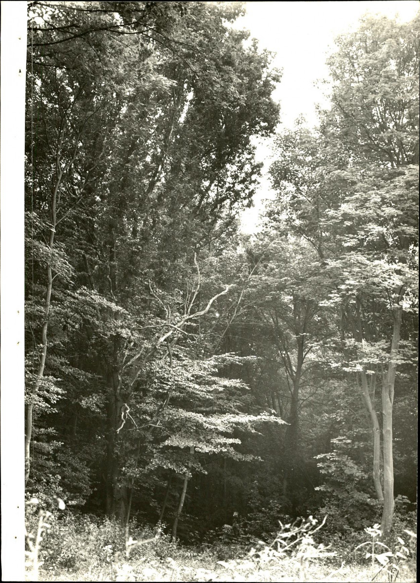 Ewidencja parkowa, skan nr 41