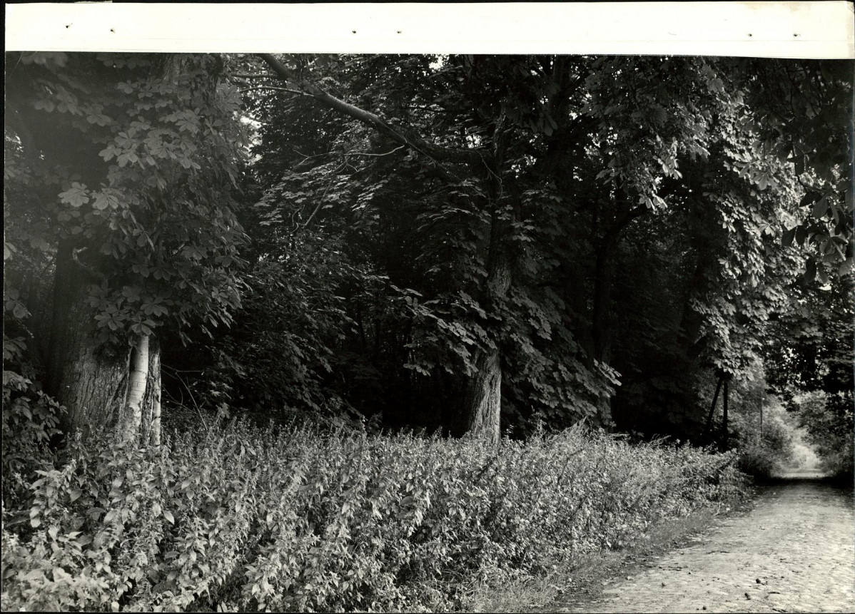 Ewidencja parkowa, skan nr 43