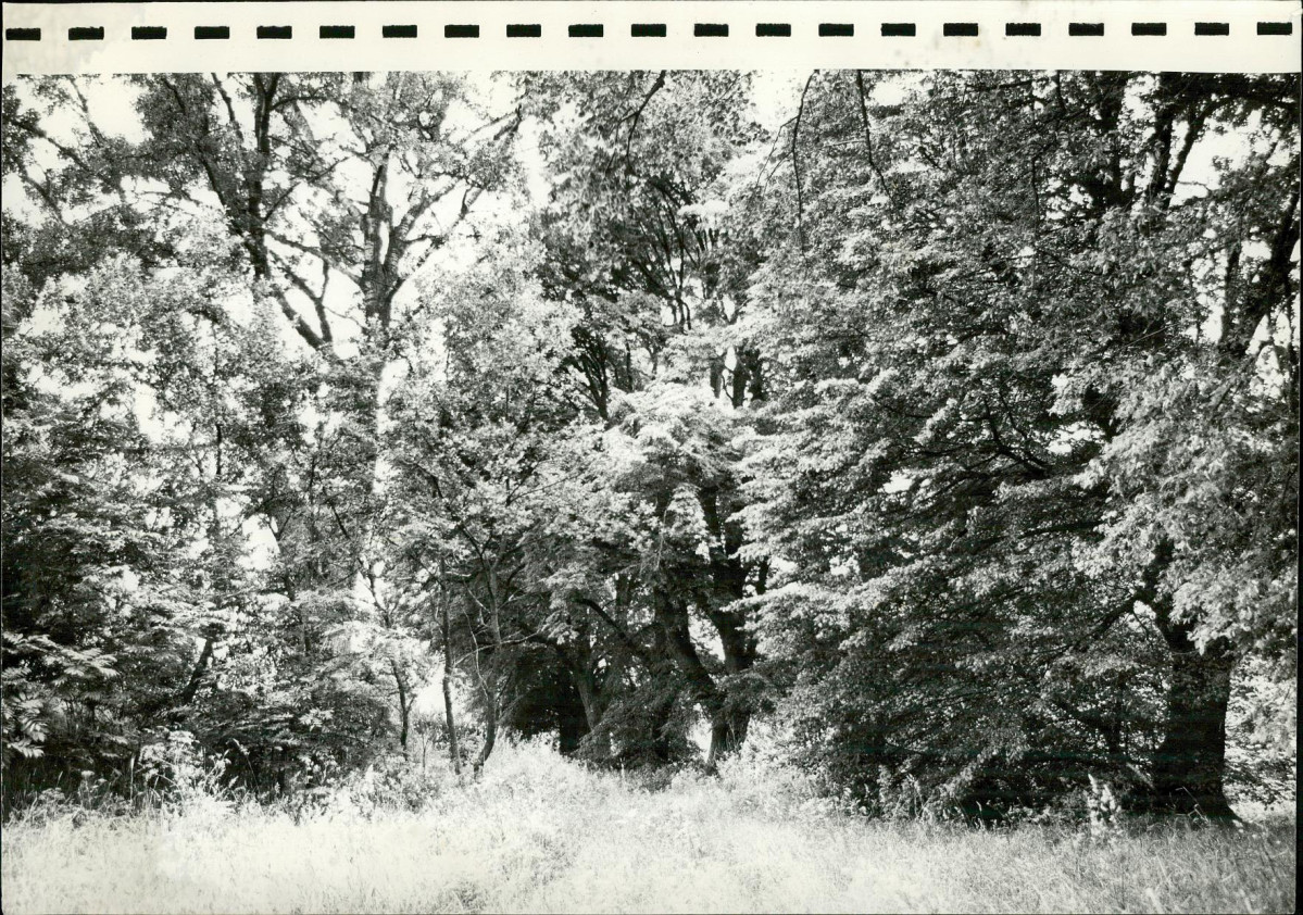 EP - Ewidencja parkowa, skan nr 48