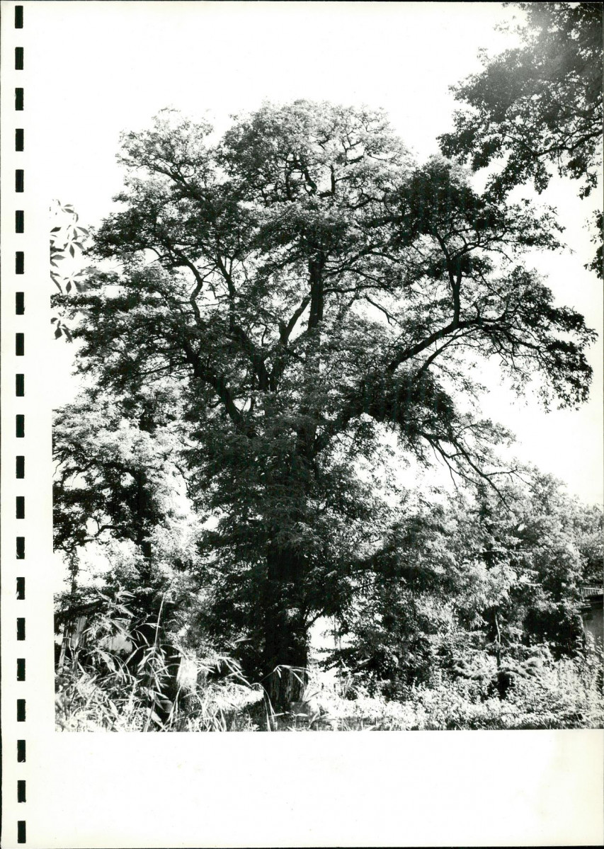 Ewidencja parkowa, skan nr 31