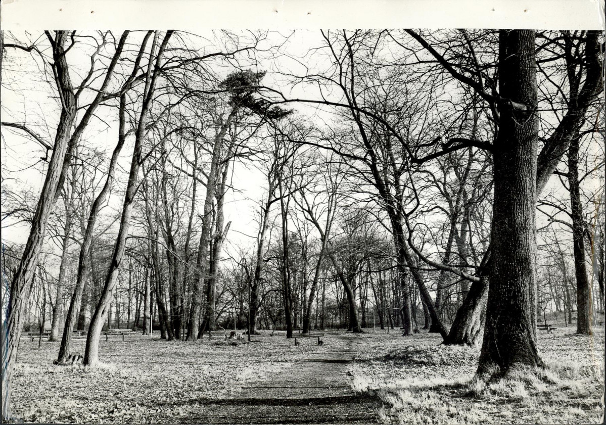 Ewidencja parkowa, skan nr 54