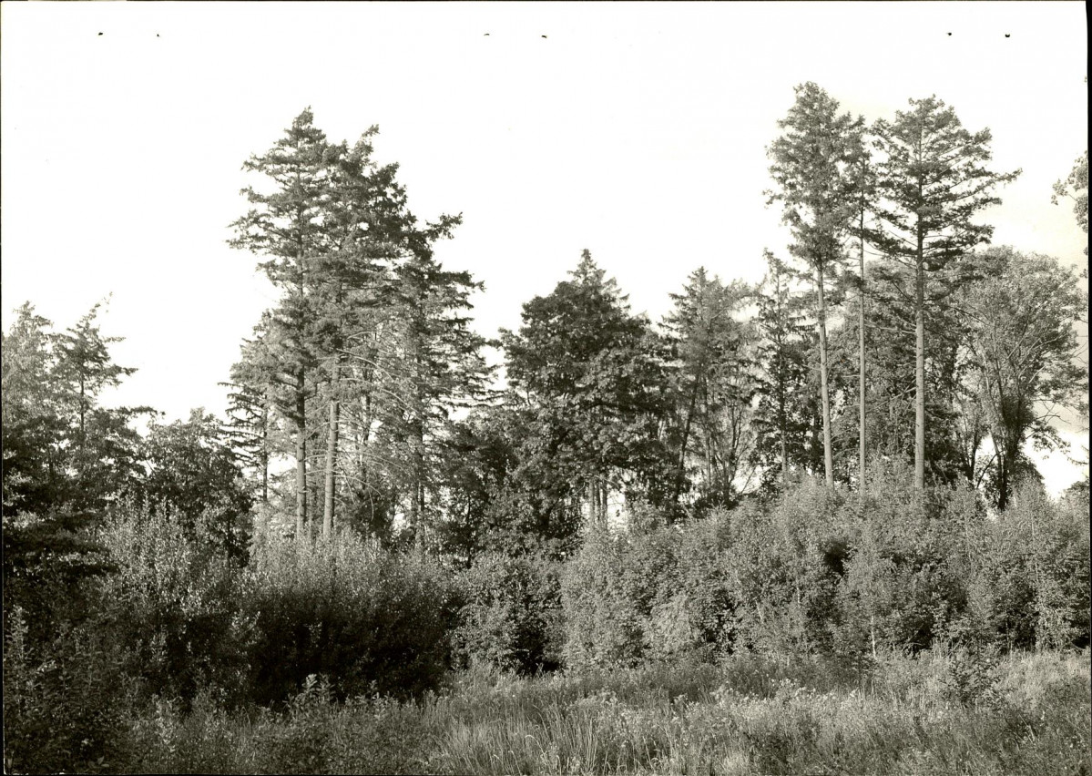 Ewidencja parkowa, skan nr 28