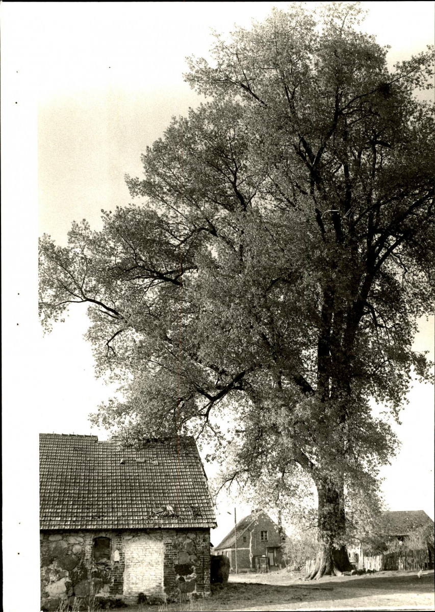 Ewidencja parkowa, skan nr 25