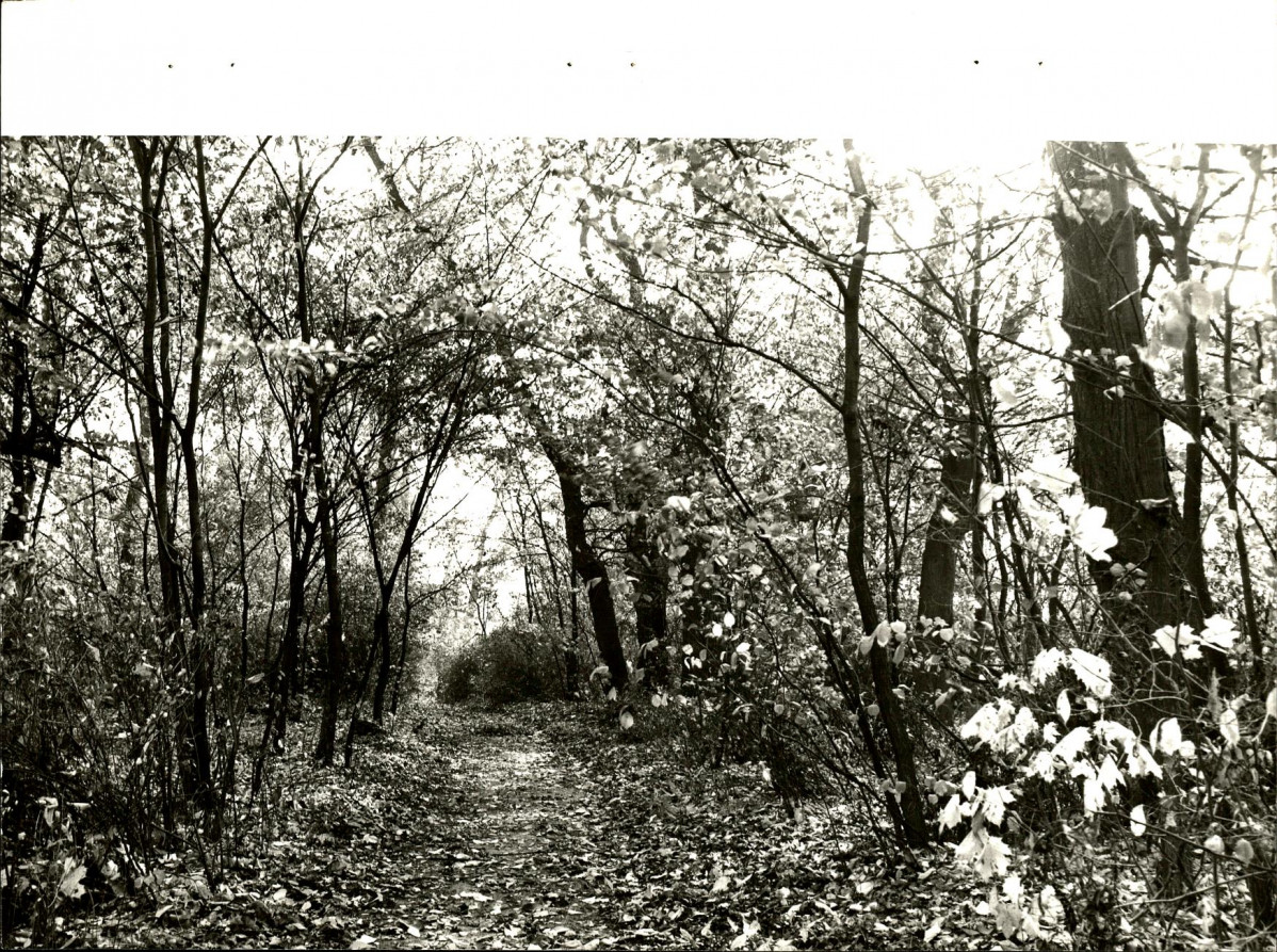 Ewidencja parkowa, skan nr 26