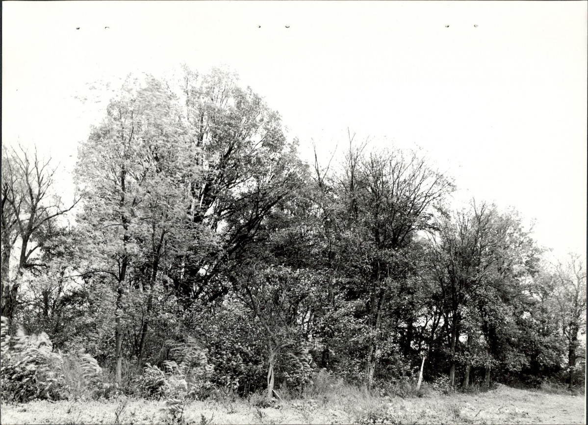 Ewidencja parkowa, skan nr 23