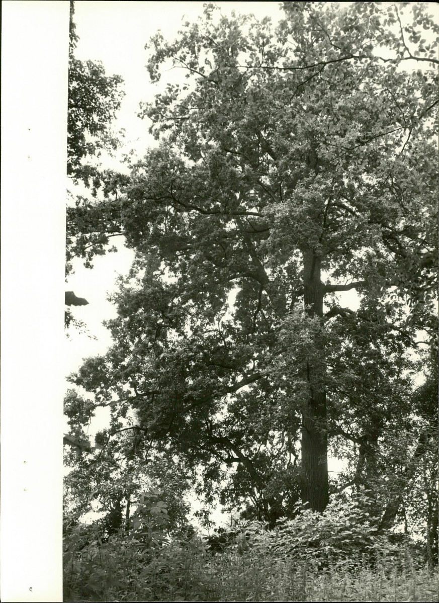 Ewidencja parkowa, skan nr 23