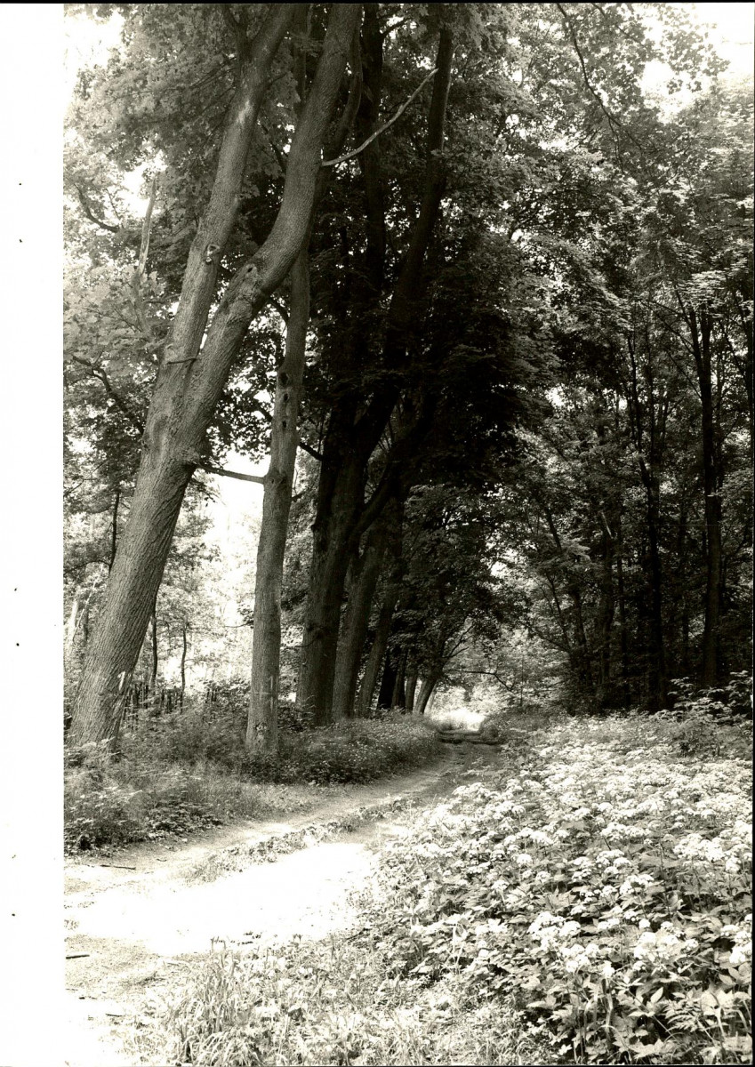 EP - Ewidencja parkowa, skan nr 72