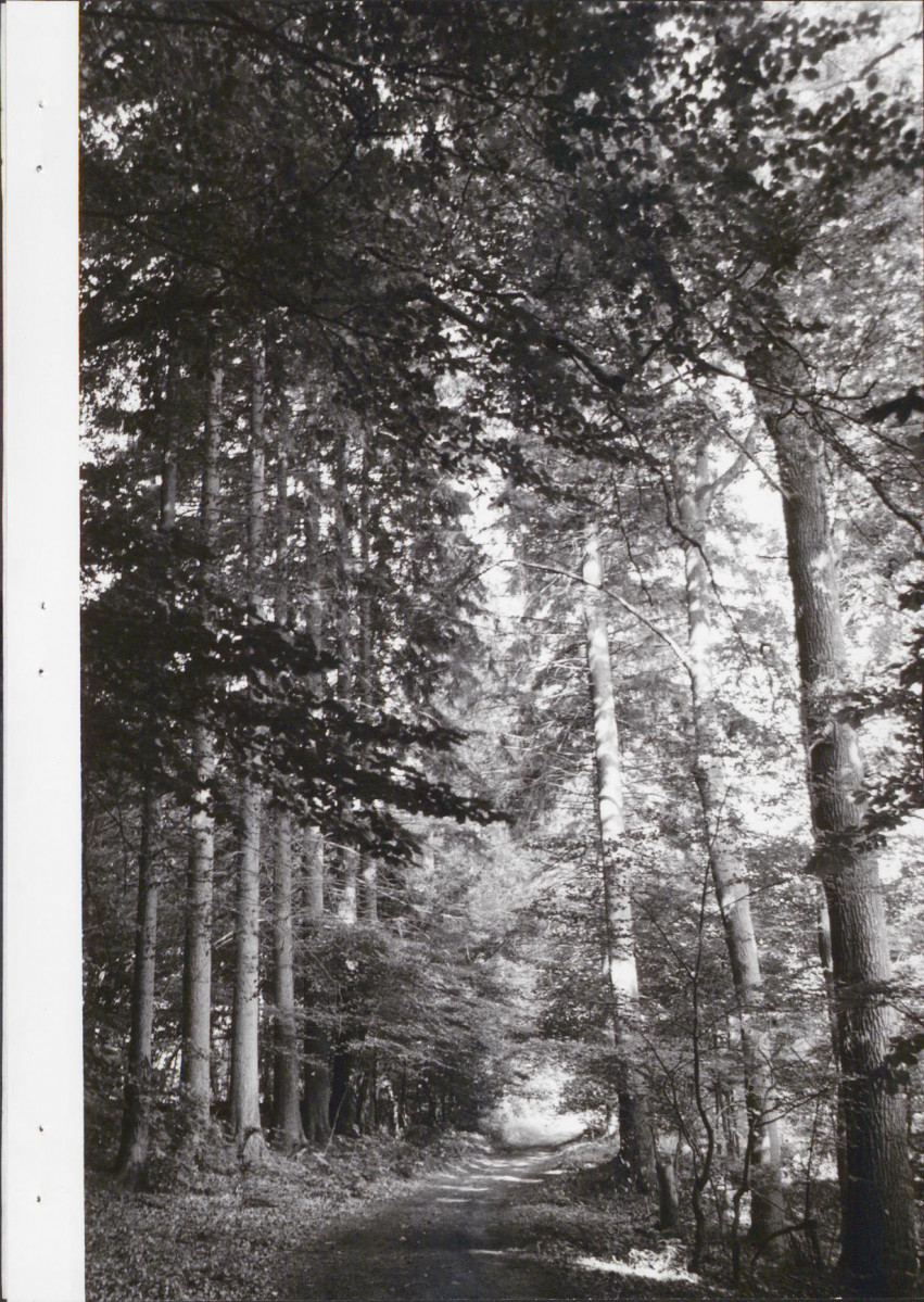 EP - Ewidencja parkowa, skan nr 41