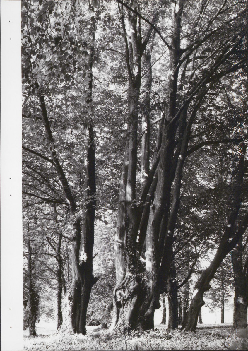 EP - Ewidencja parkowa, skan nr 64