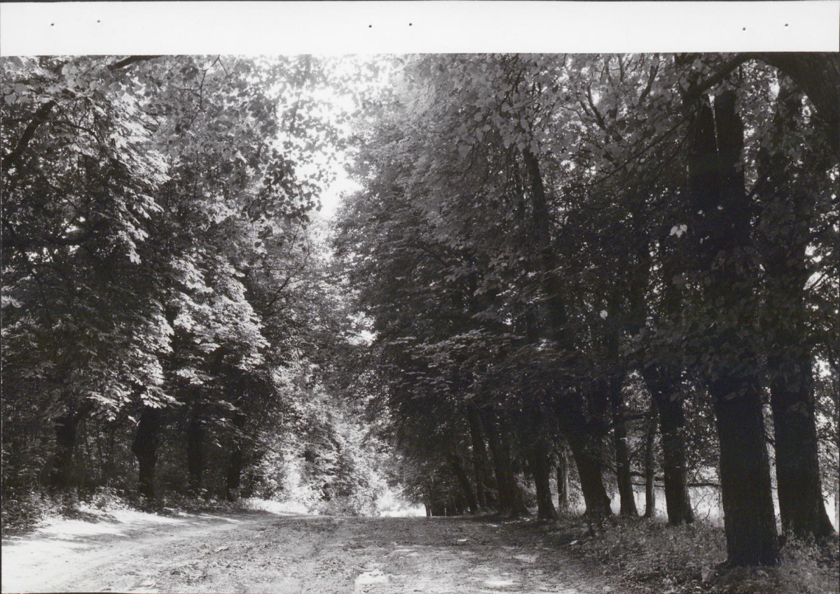 EP - Ewidencja parkowa, skan nr 78