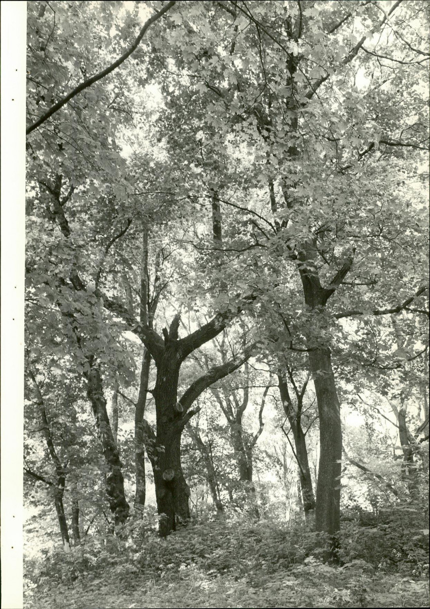 Ewidencja parkowa, skan nr 39