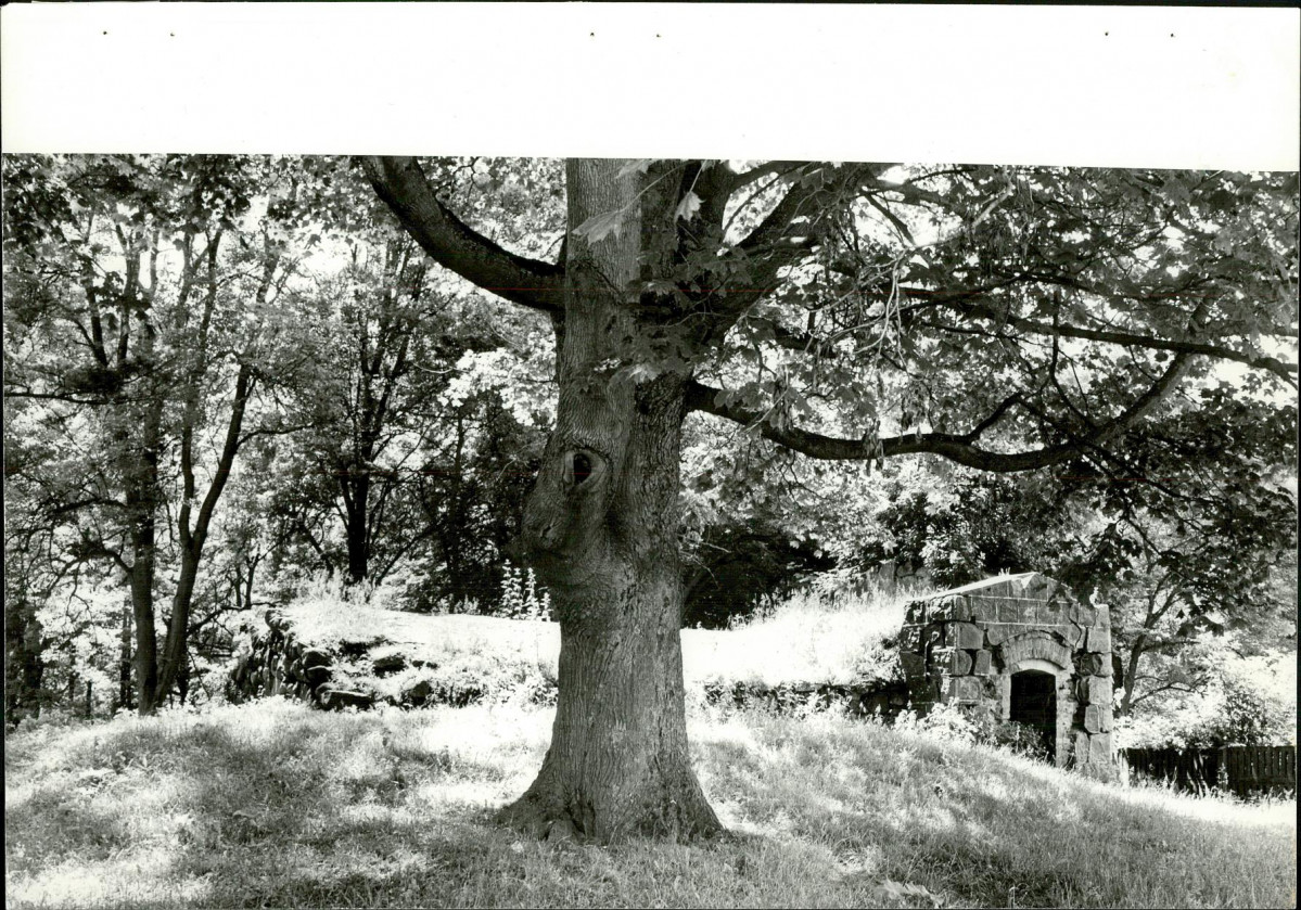 EP - Ewidencja parkowa, skan nr 44