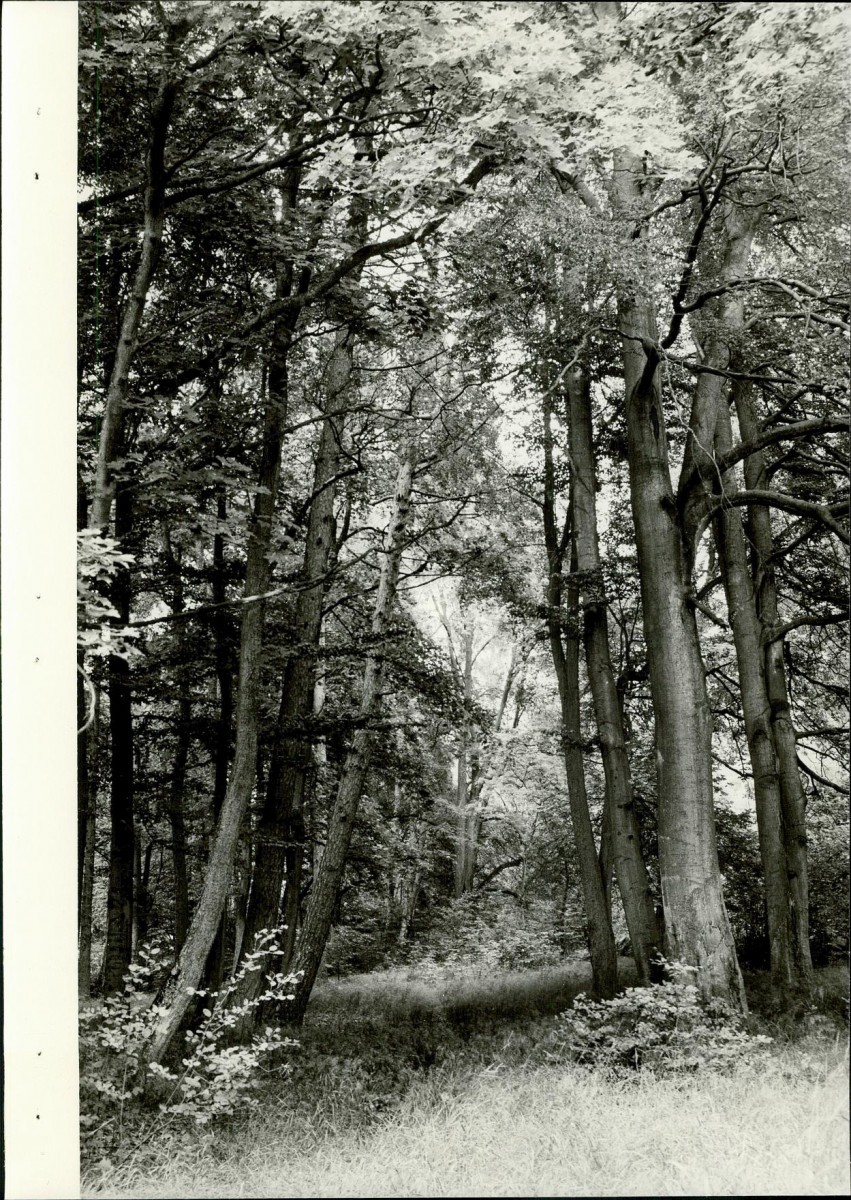 Ewidencja parkowa, skan nr 29