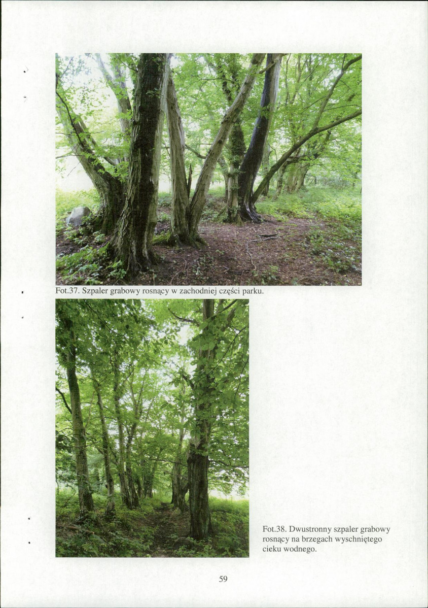 EP - Ewidencja parkowa, skan nr 61
