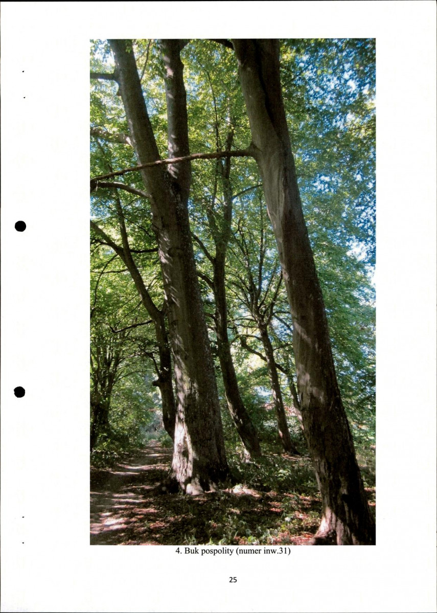 EP - Ewidencja parkowa, skan nr 25