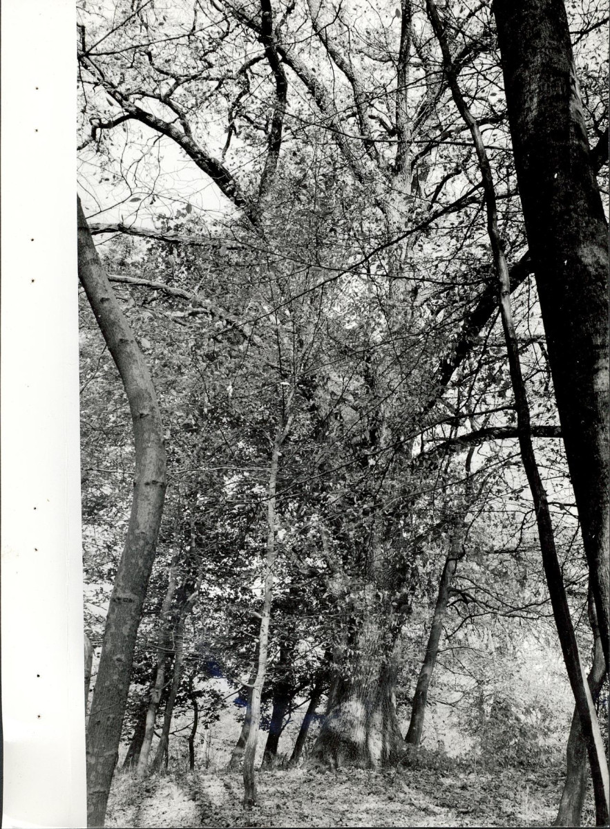 Ewidencja parkowa, skan nr 46