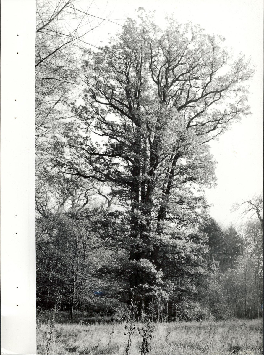 Ewidencja parkowa, skan nr 48