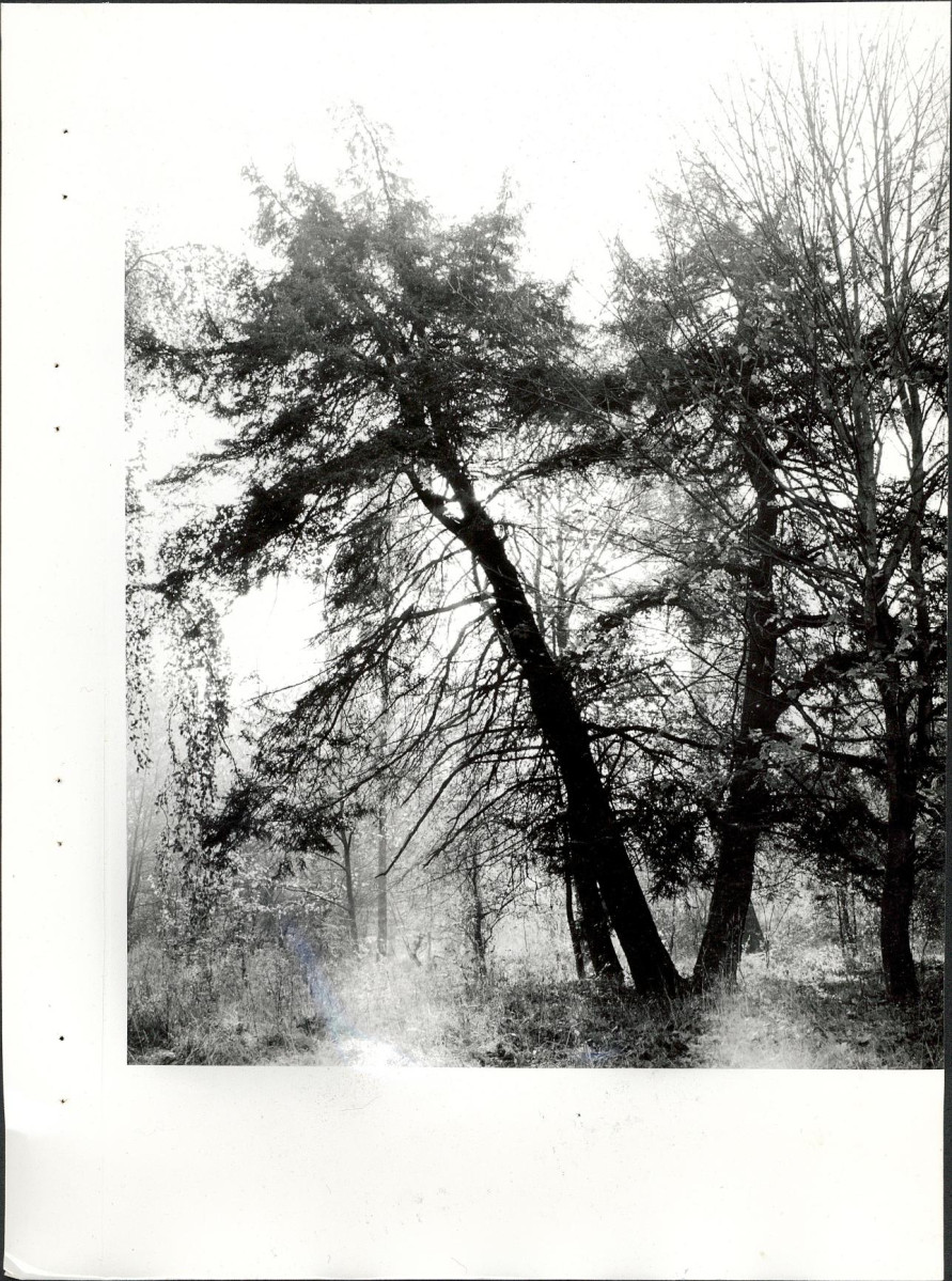Ewidencja parkowa, skan nr 50