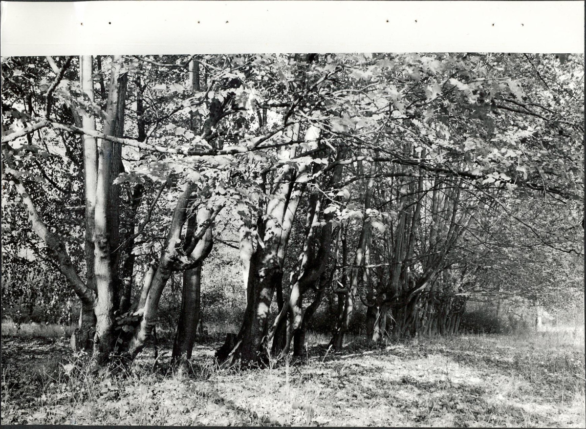Ewidencja parkowa, skan nr 54