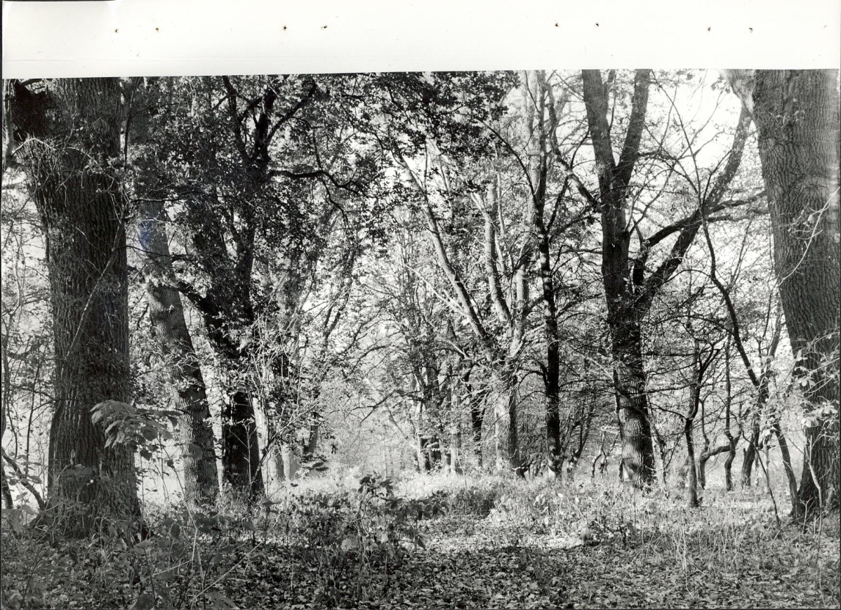 Ewidencja parkowa, skan nr 56