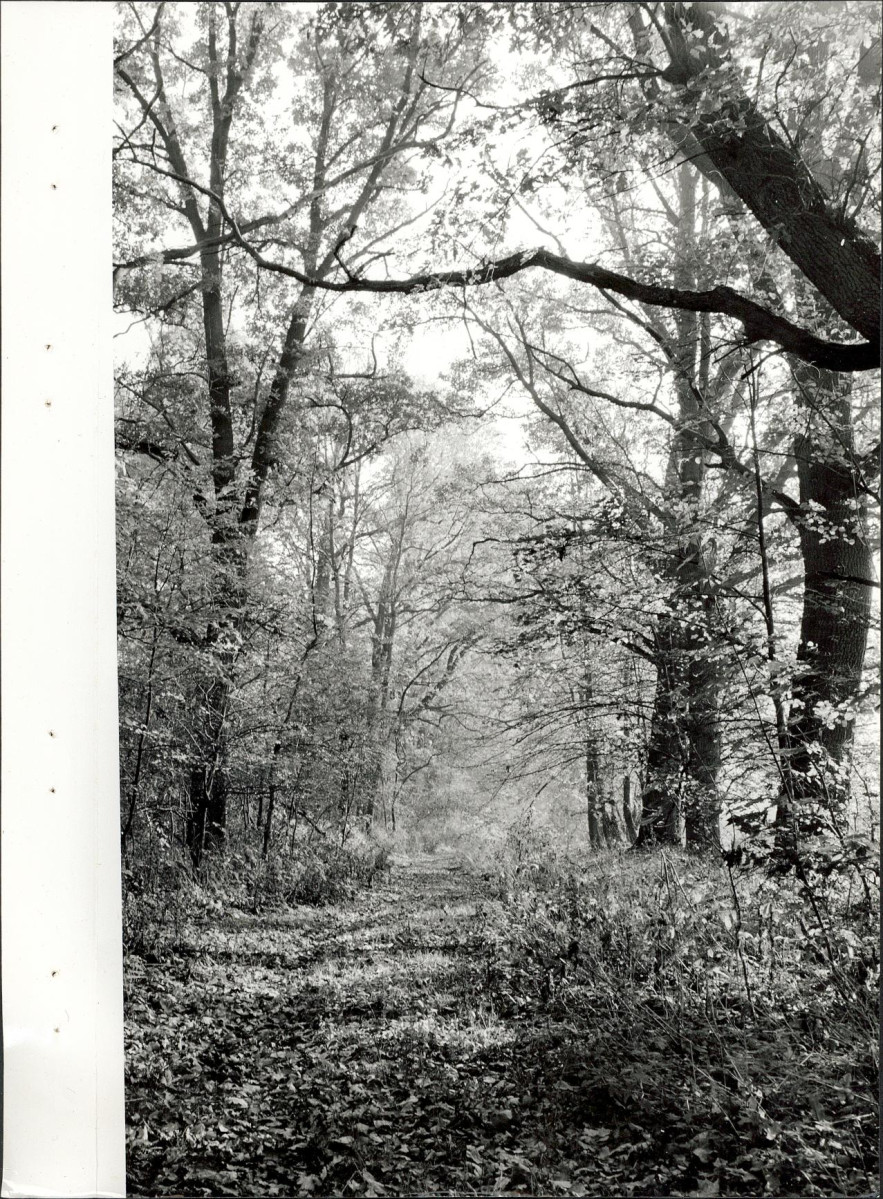 Ewidencja parkowa, skan nr 58