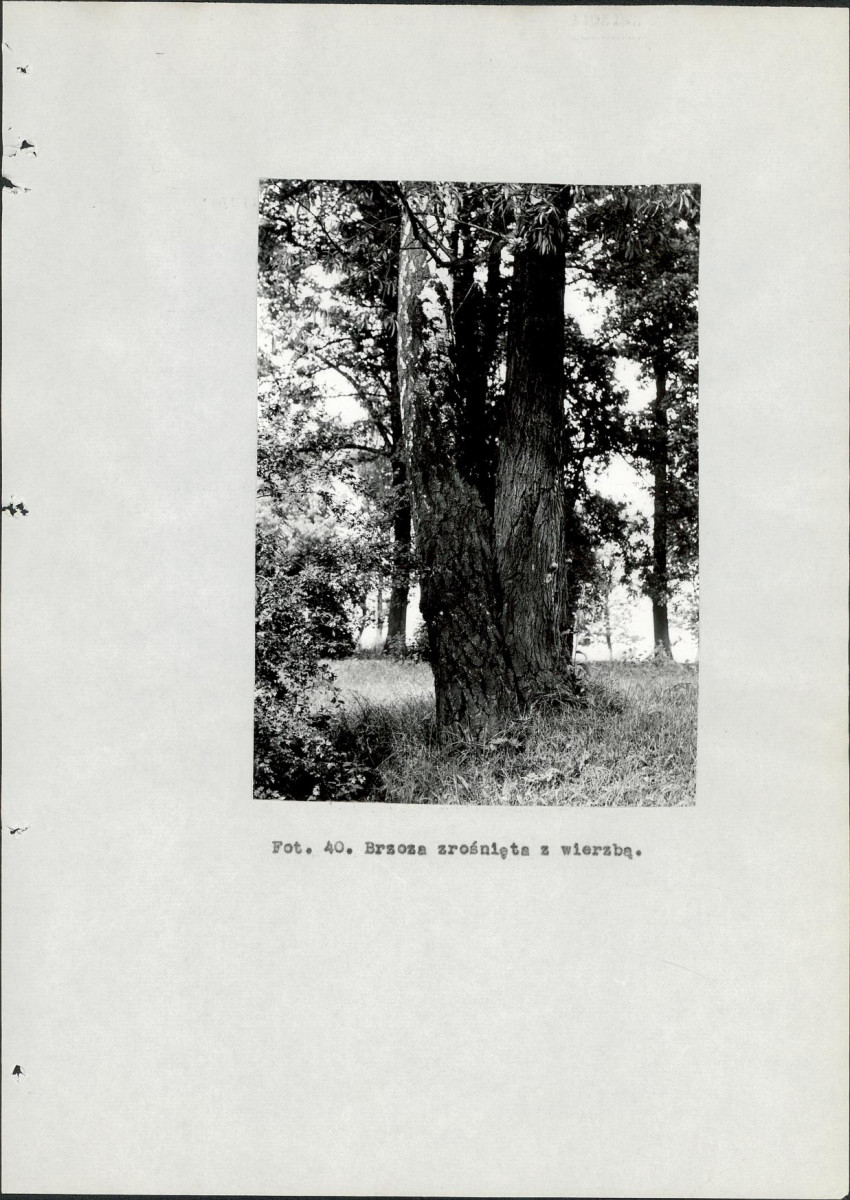 Ewidencja parkowa, skan nr 107