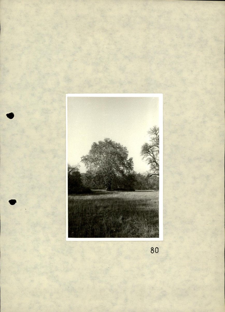 EP - Ewidencja parkowa, skan nr 95