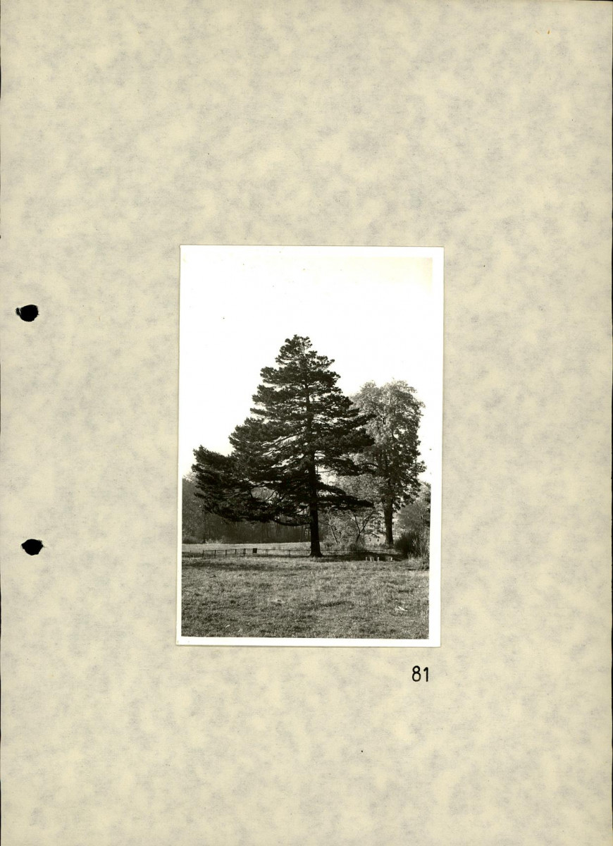 EP - Ewidencja parkowa, skan nr 96