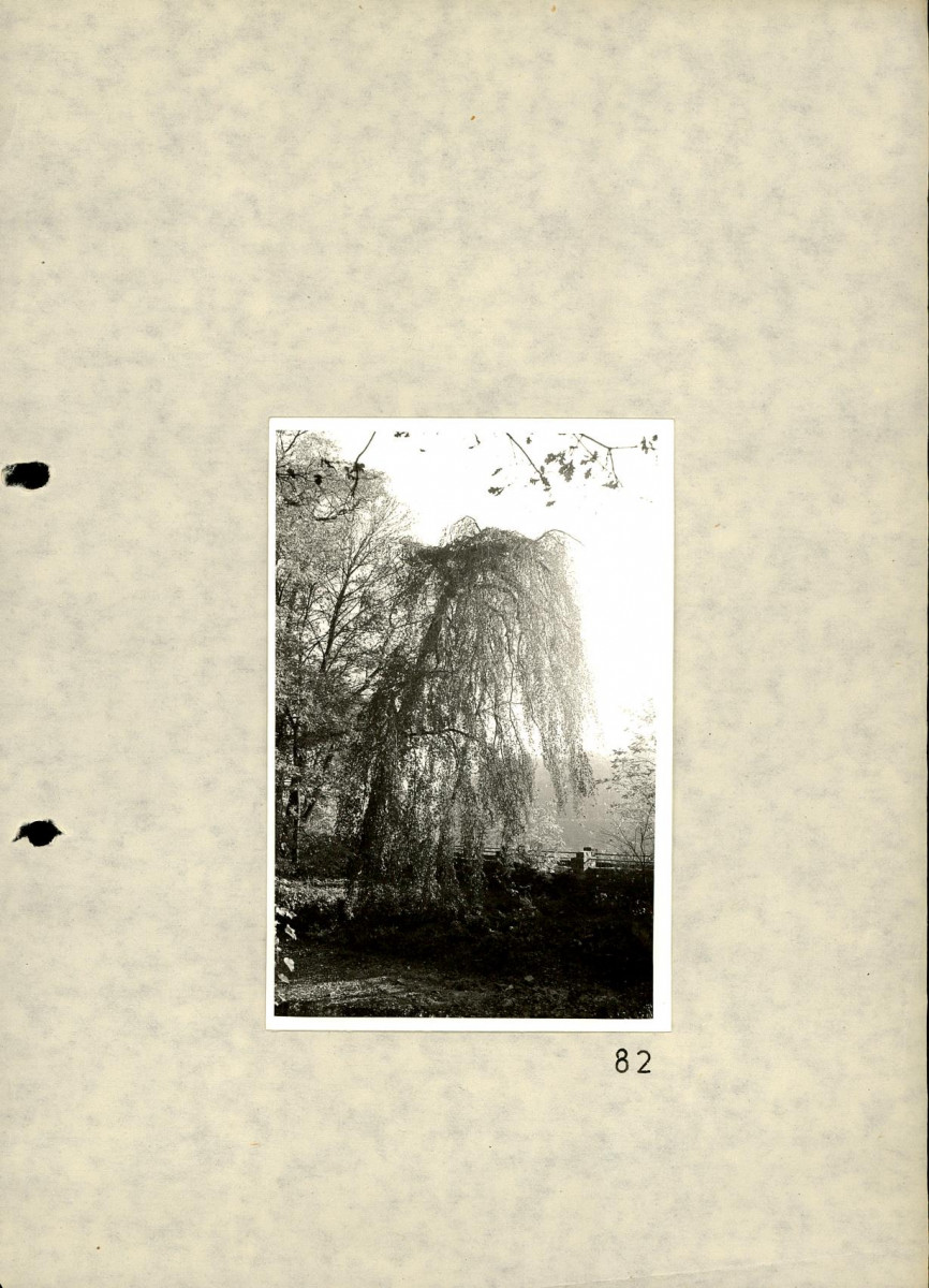 EP - Ewidencja parkowa, skan nr 97