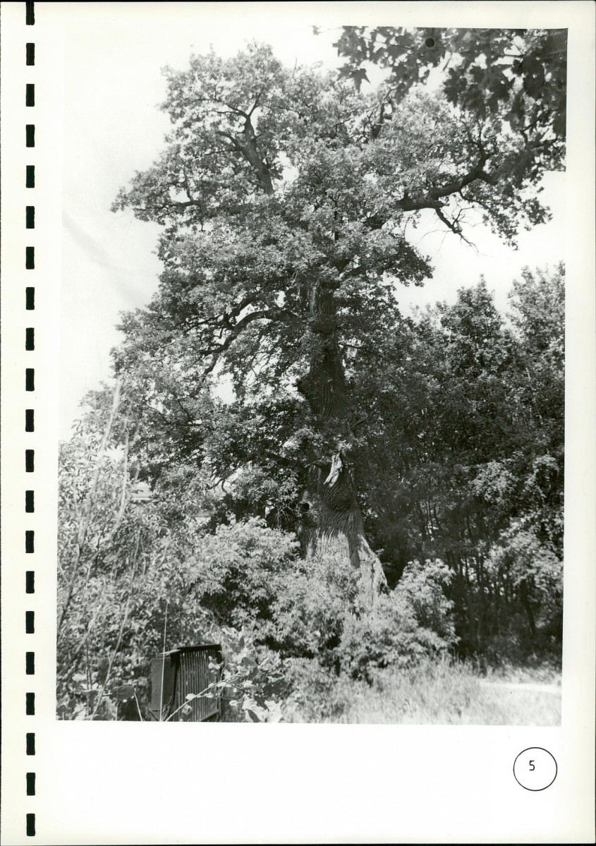 EP - Ewidencja parkowa, skan nr 97