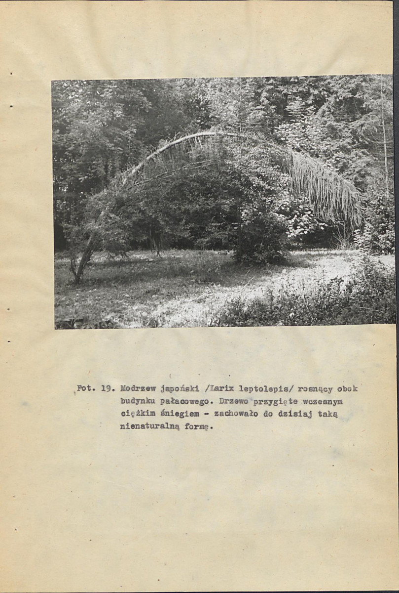 EP - Ewidencja parkowa, skan nr 95