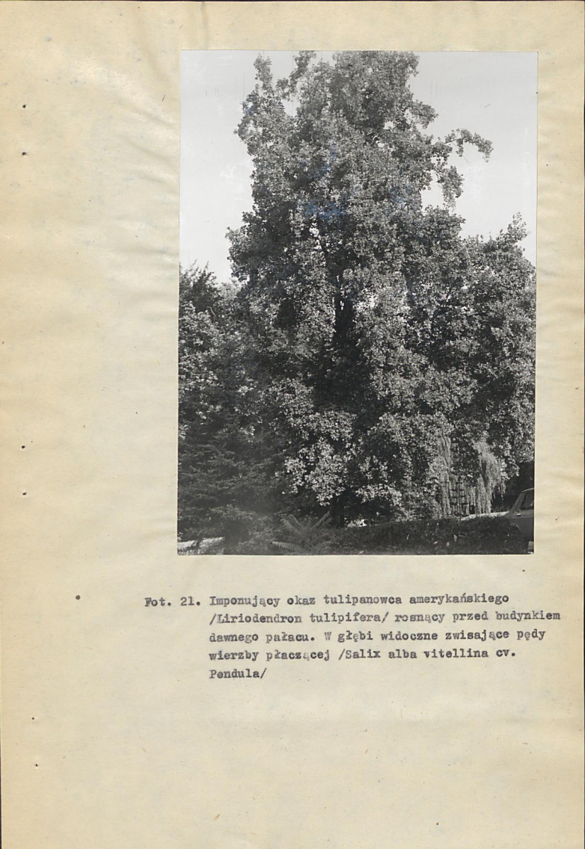 EP - Ewidencja parkowa, skan nr 97