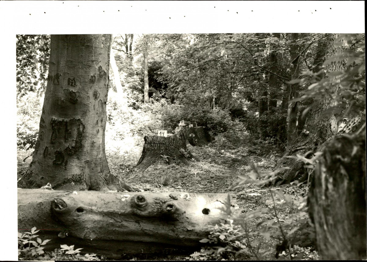EP - Ewidencja parkowa, skan nr 75