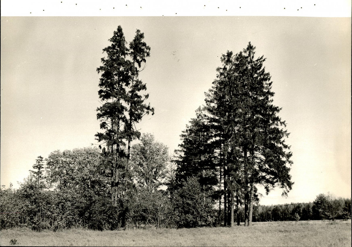 EP - Ewidencja parkowa, skan nr 96