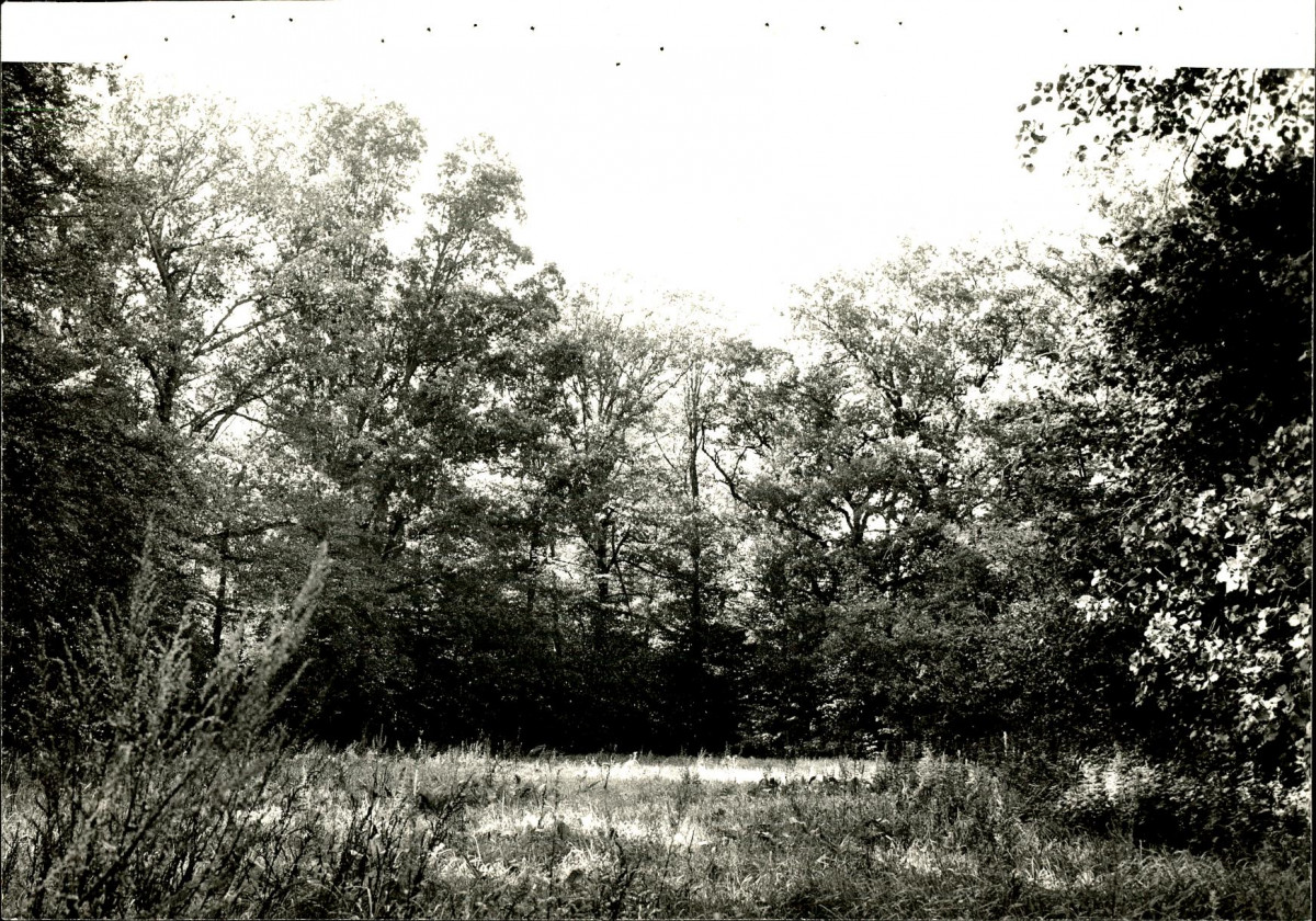 EP - Ewidencja parkowa, skan nr 132