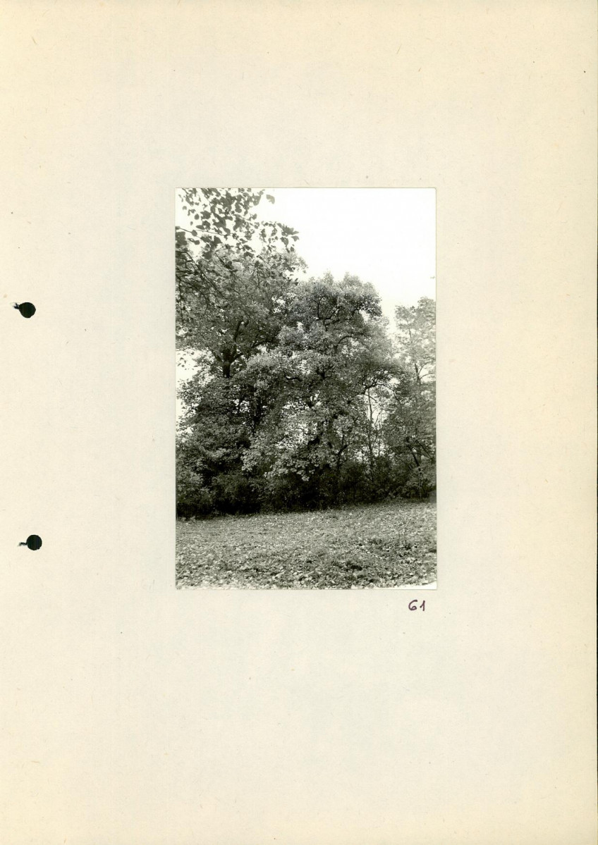 EP - Ewidencja parkowa, skan nr 80