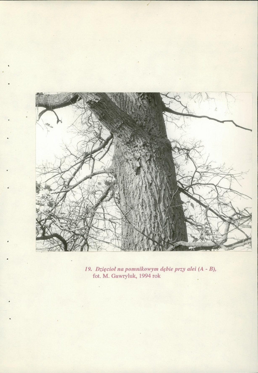 EP - Ewidencja parkowa, skan nr 74