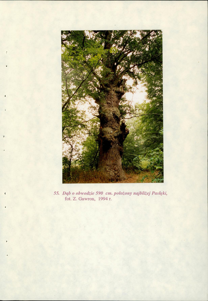 EP - Ewidencja parkowa, skan nr 110